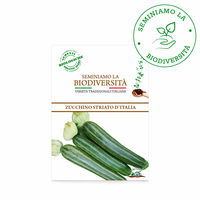 Semi Bio Zucchino Striato d'Italia