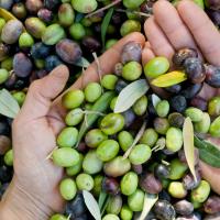 L'OLIO EXTRAVERGINE D'OLIVA: CULTURA E NUTRIMENTO