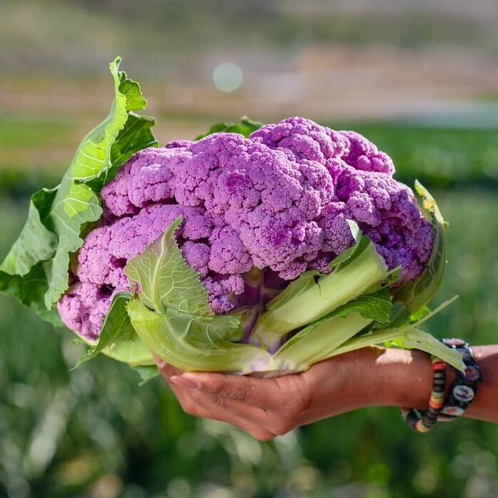LA CUCINA VEGETALE