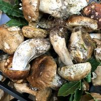 LA CUCINA DEL BOSCO CON SLOW FOOD