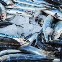 La grande asta del pesce di luglio